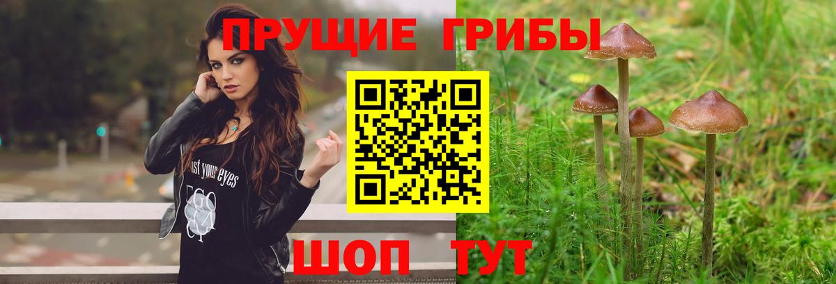 Галлюциногенные грибы прущие грибы  Вход с VPN  Псилоцибиновые грибы ЛСД  Похвистнево 